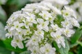 Oakleaf Hydrangea quercifolia Lady Anne semi-double white flowers